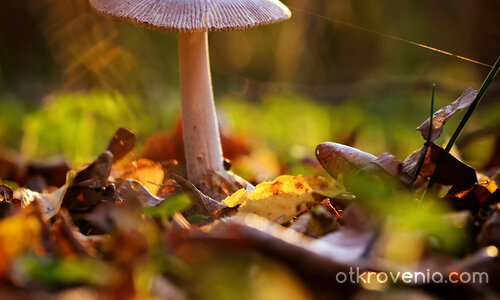 Ноемврийски етюд