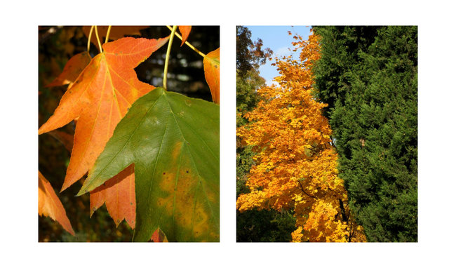 Есенни контрасти