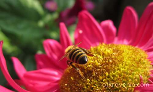 Пчелица