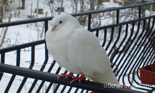 Гълъбче през Зимата