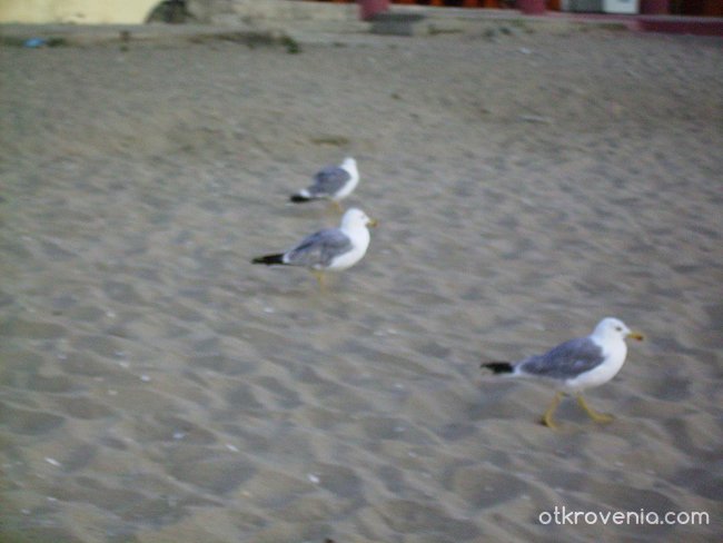 чайки се разхождат по плажа :)