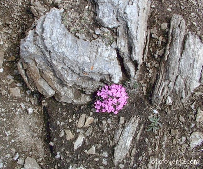 *Сгушени" между скалите на връх Вихрен - цветя!
