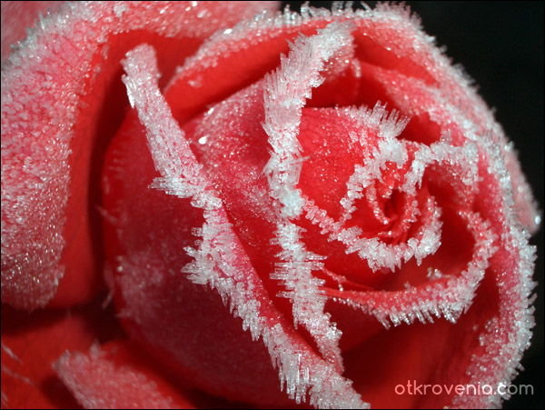 Заледена роза е сърцето ми...