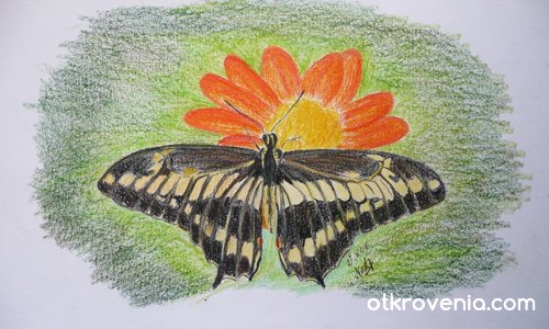 Пеперуда