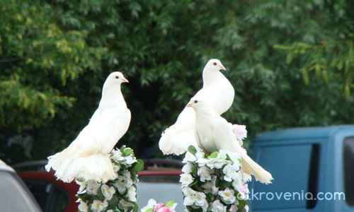 Бели гълъби (шоу в Москва)