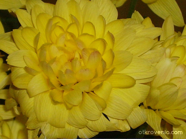 Жълта хризантема
