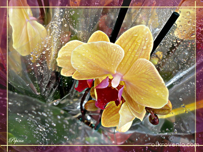Пееща орхидея