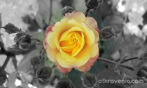Жълта розичка