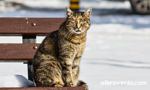 В очакване на пролетта