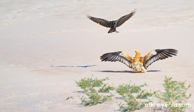 Пясъчни гладиатори