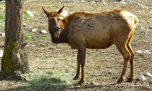 Здравей и от мен