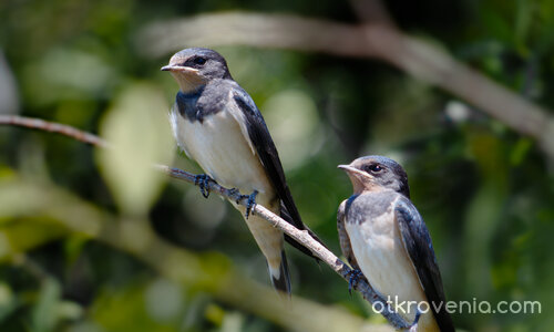 Пролет идва