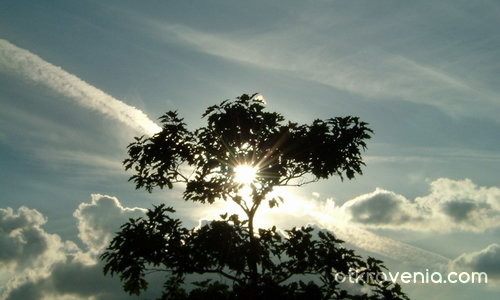 sky tree