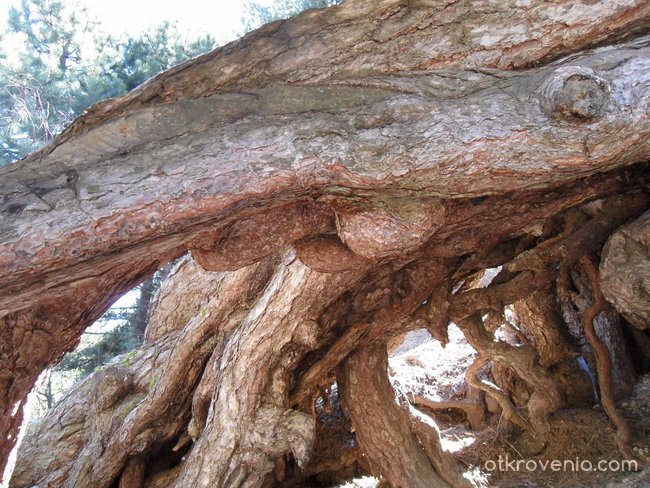 Мъжко дърво