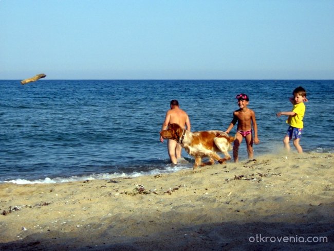Детски емоции с ловджийско куче на плажа