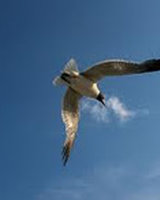 Seagull (Гергана)