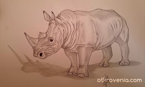 Африкански носорог