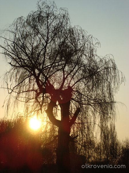 The Sunset & The Tree (Залезът и дървото)