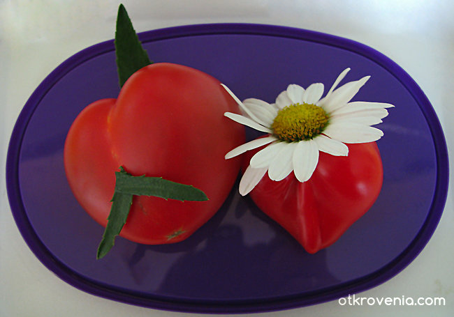 Прелюдия към салатата или доматени емоции:)
