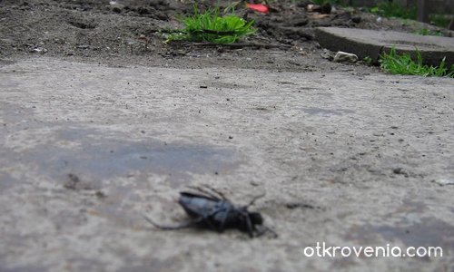 Погребението на един бръмбар