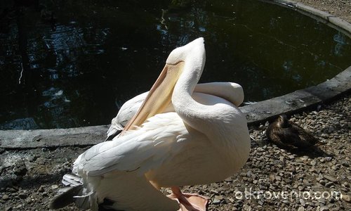стройна чупка на белия пеликан