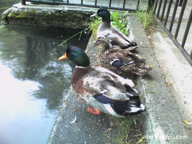 Три патки