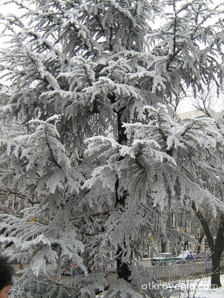 Зимно дърво