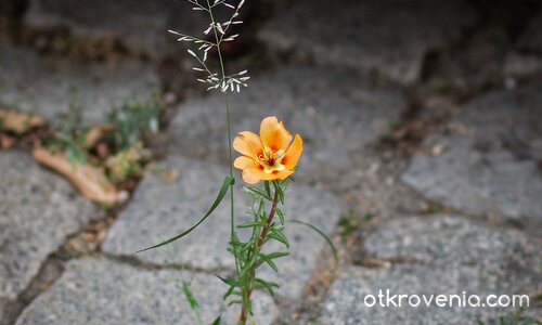 Сила за живот - 1