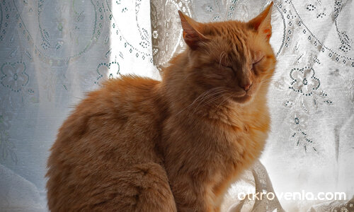 Котаракът на Алиса