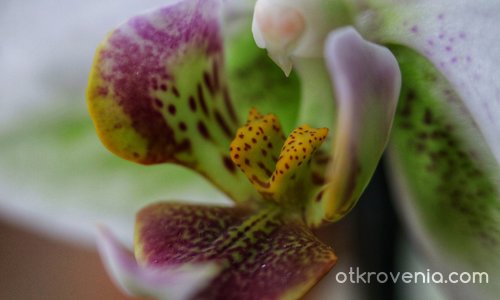 Орхидея - един различен поглед