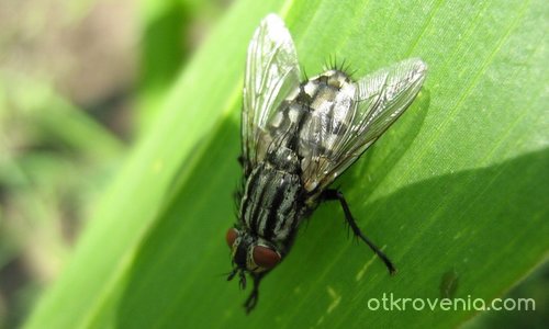 Домашна муха, в полова зрялост, кацнала на лист царевица в горещ юнски ден...:))))))))))