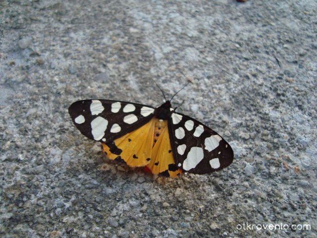 Пеперудка 2