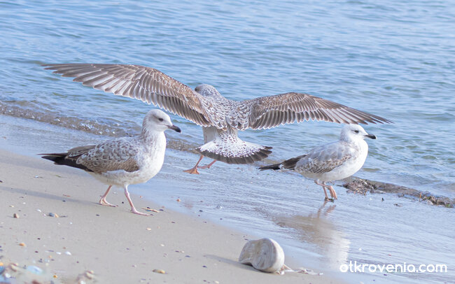 Където светът е море