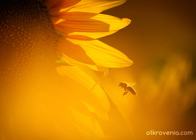 Полет до Слънцето