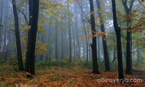 Есен в цветове и мъгла