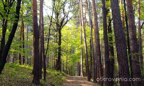 Път в гората