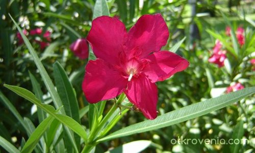 Едно Испанско цвете