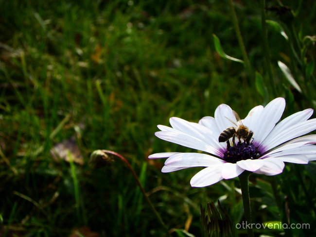 Пчеличката Мая :)