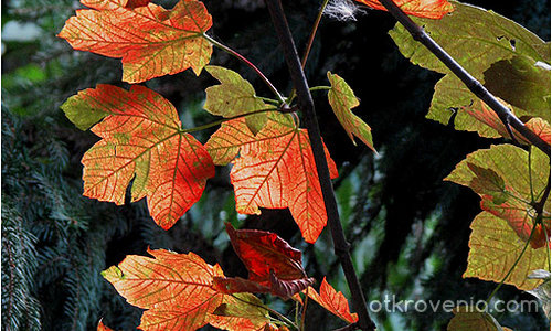 Листи шумолят,  когато с четки есента рисува.