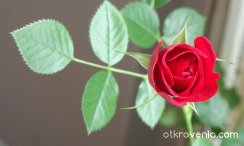 Роза (вариант 2)
