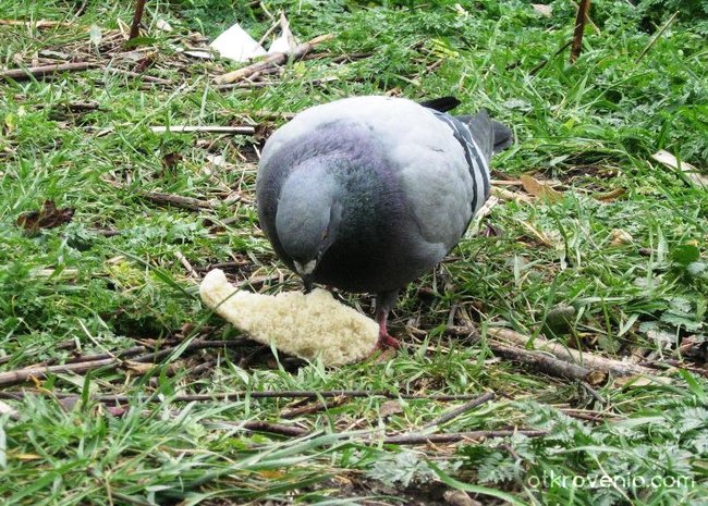 Обядът на един гълъб