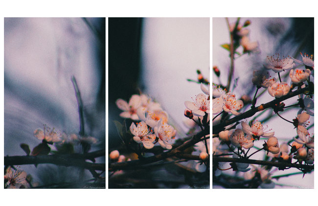 春の俳句 (Пролетно хайку)