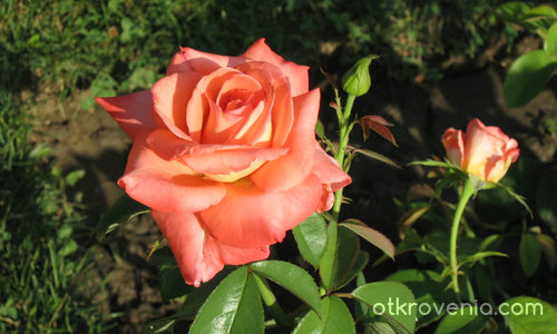 прекрасна роза