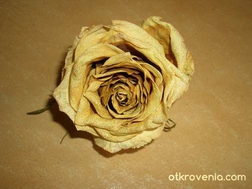 Жълта роза