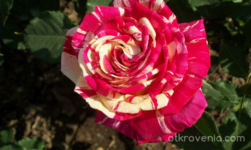 Най - красивата роза на България!