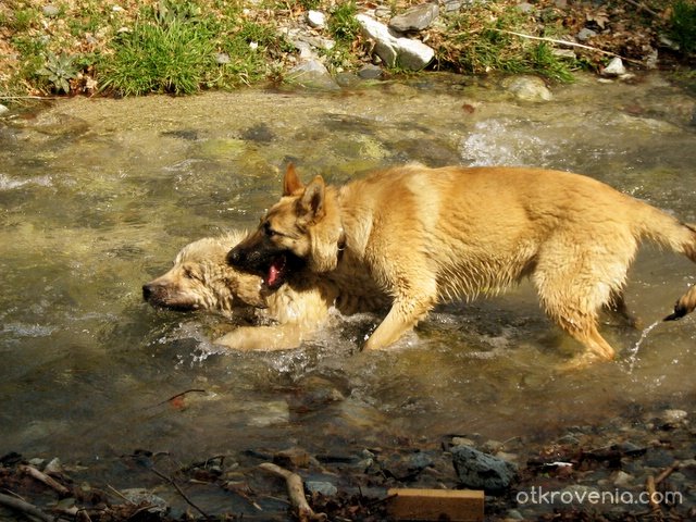 dogs in the river...
