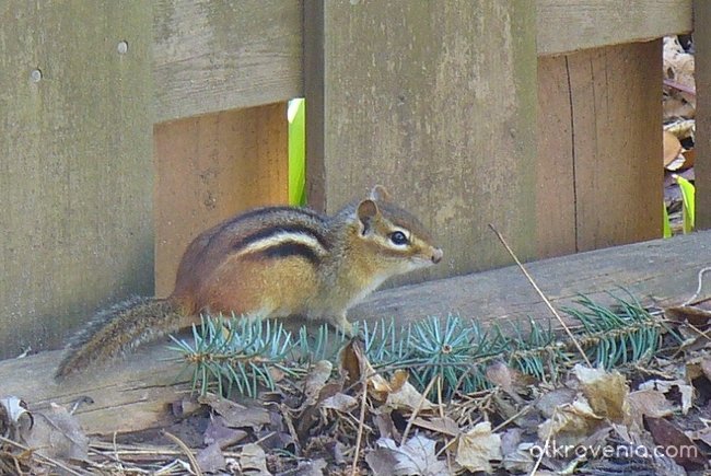 Бурундук (Chipmunk)