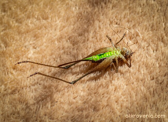 Прекалил с бирите