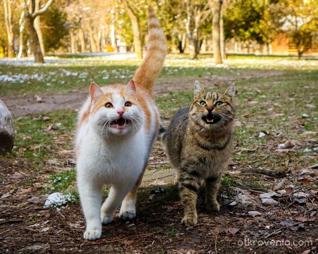 Кой мяука по-силно?