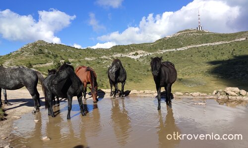 Някъде на свобода